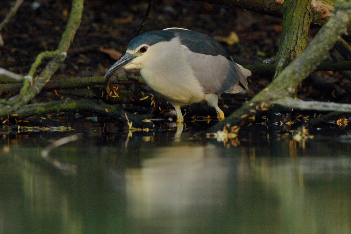 Night Heron