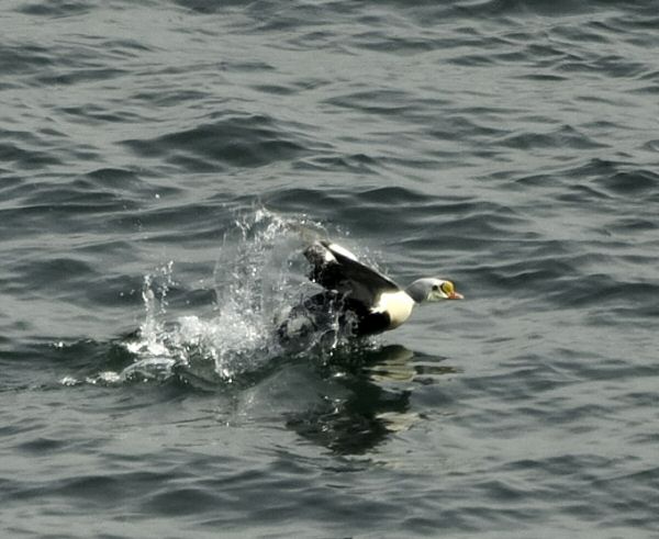 King Eider