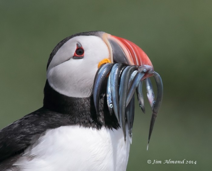 Puffin