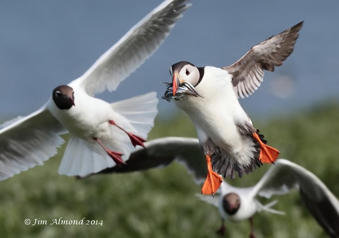 Puffin
