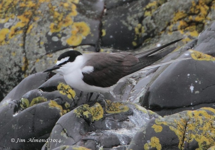 Bridled Tern