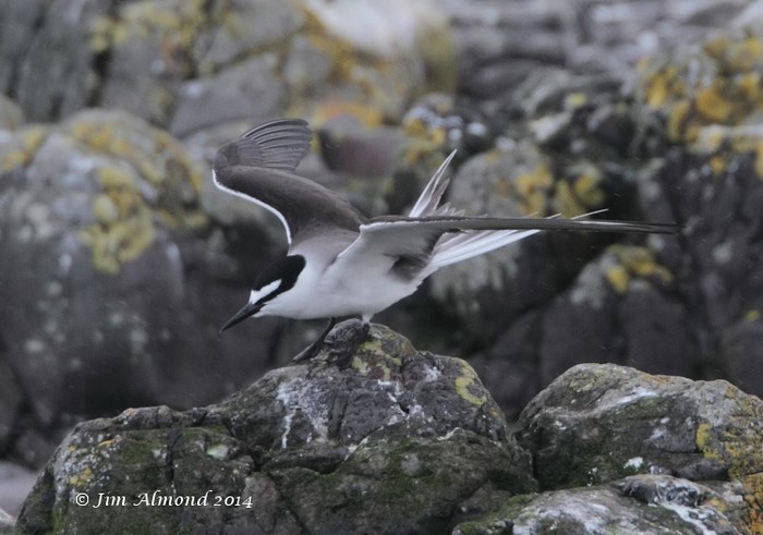 Bridled Tern
