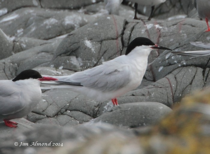 Roseate Tern