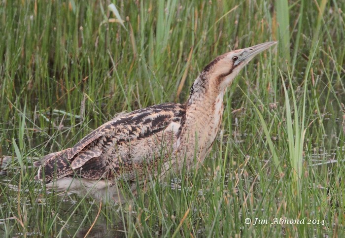 Bittern