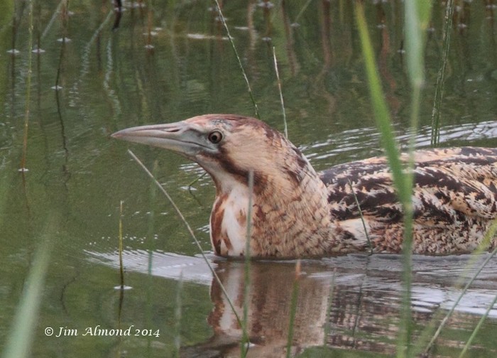 Bittern