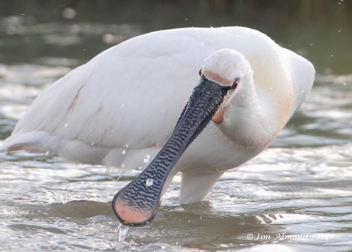 Spoonbill