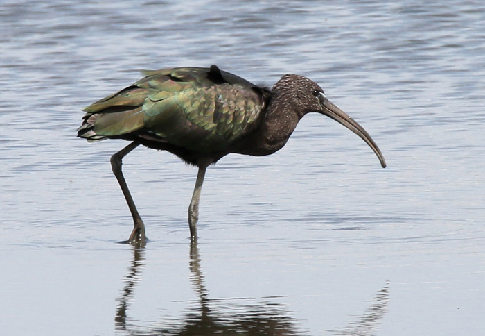 Glossy Ibis
