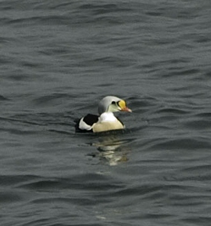 King Eider