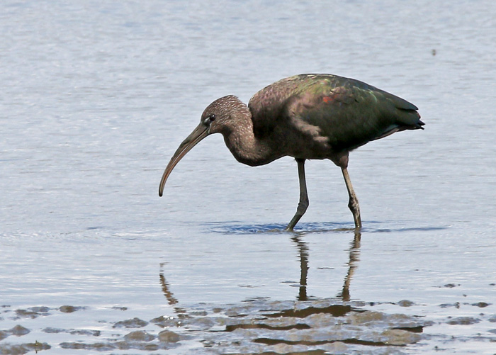 Glossy Ibis