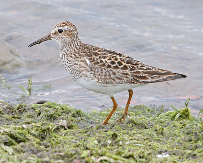 Pectoral Sandpiper