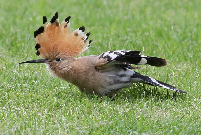 Hoopoe