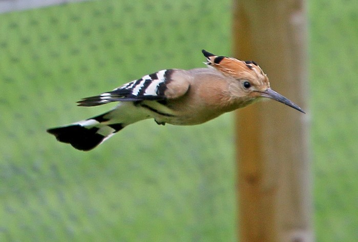 Hoopoe