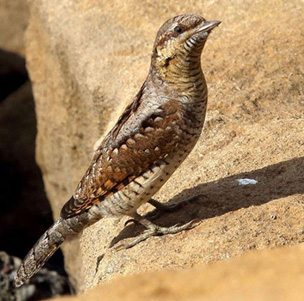 Wryneck
