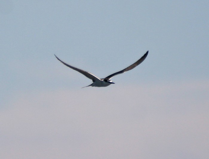 Bridled Tern