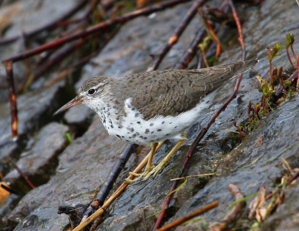 Spotted Sandpiper