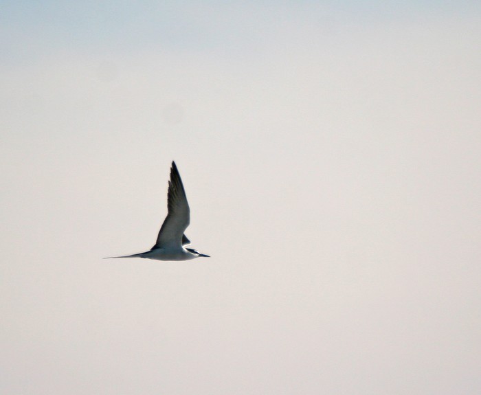 Bridled Tern