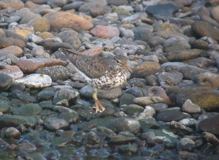 Spotted Sandpiper