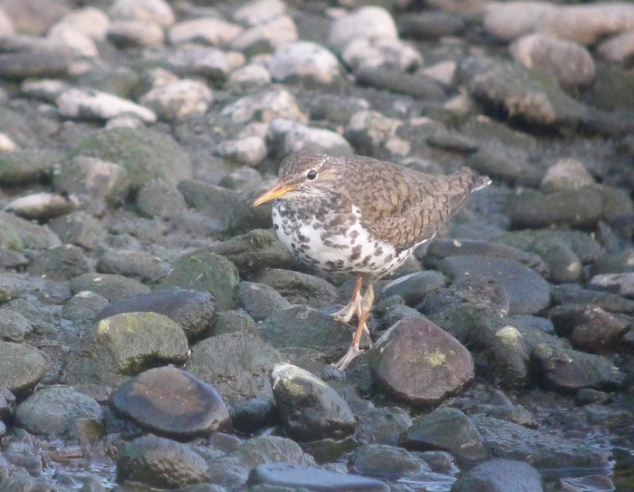 Spotted Sandpiper