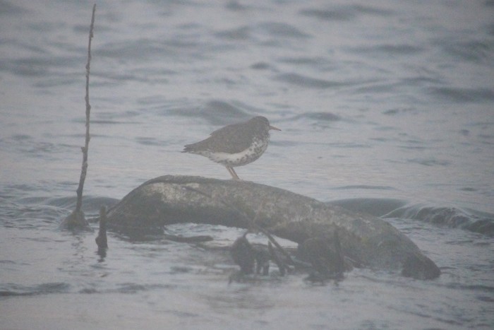 Spotted Sandpiper