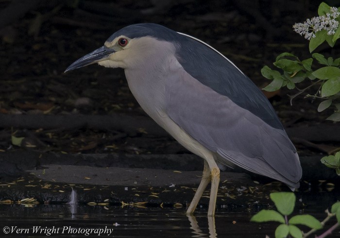 Night Heron