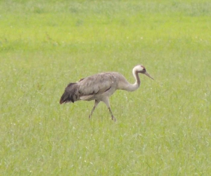 Common Crane