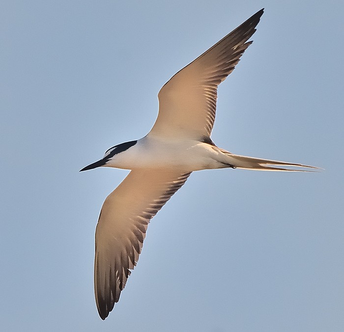 Bridled Tern