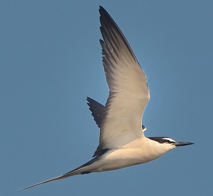 Bridled Tern