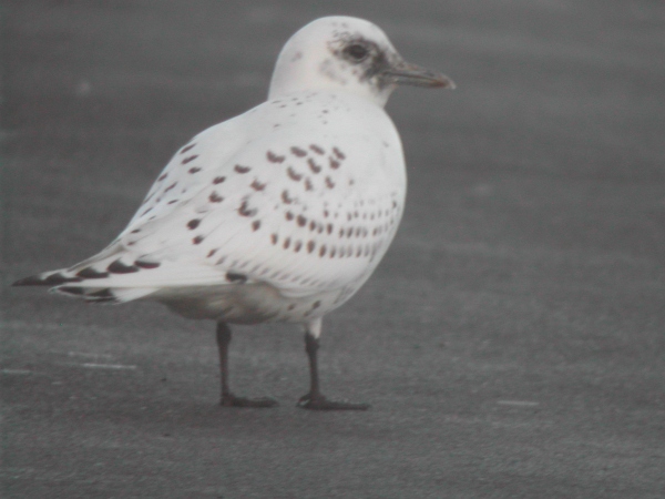 Ivory Gull
