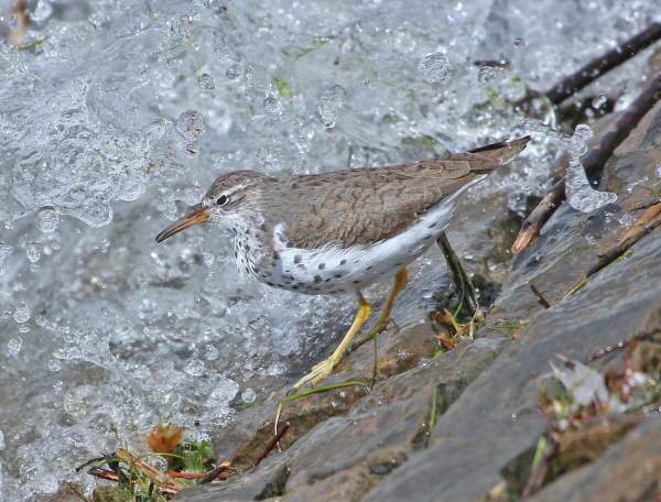 Spotted Sandpiper