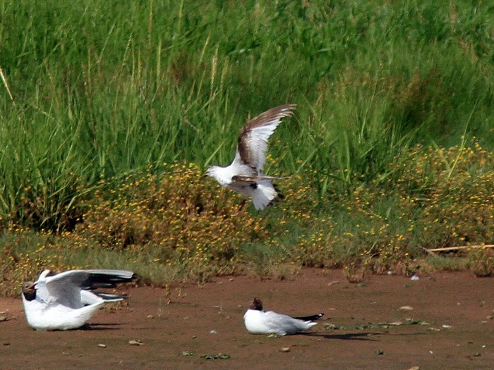 Ross's Gull