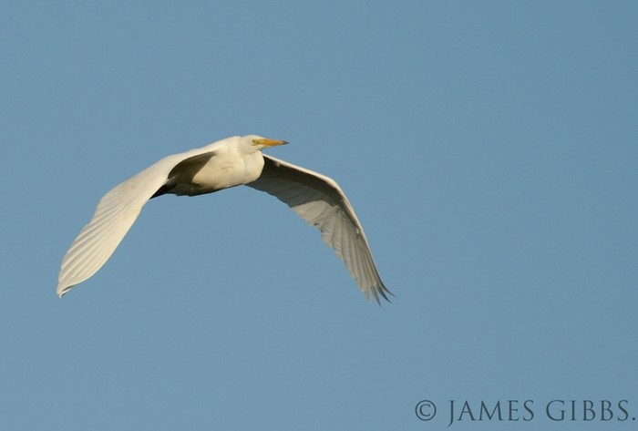 Great White Egret