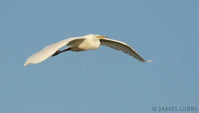 Great White Egret