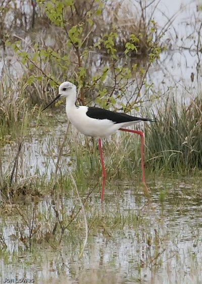 Black-winged Stilt