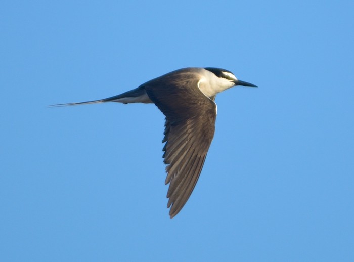 Bridled Tern