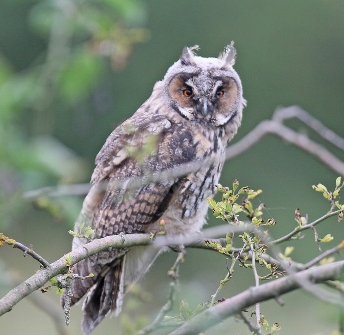 Long-eared Owl