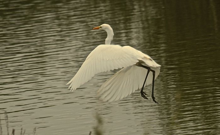 Great White Egret