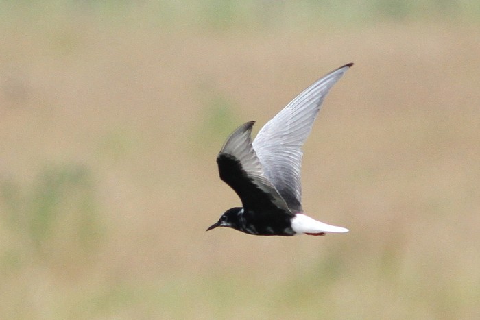 White-winged Black Tern