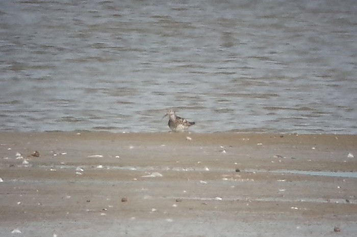 Great Knot