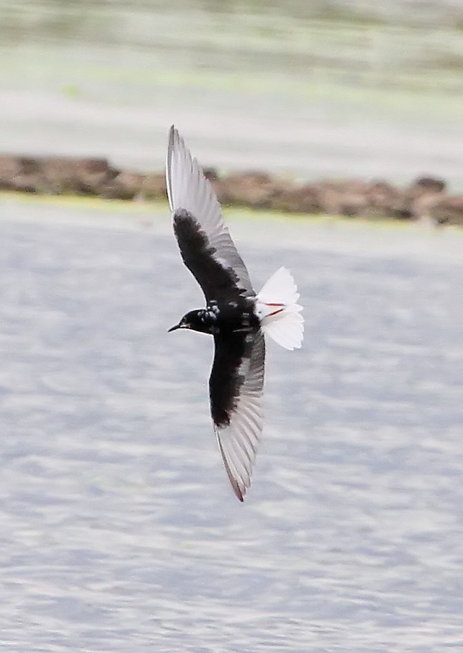 White-winged Black Tern