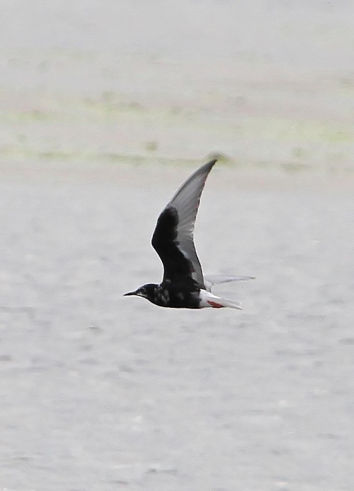 White-winged Black Tern