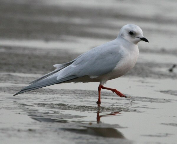 Ross's Gull