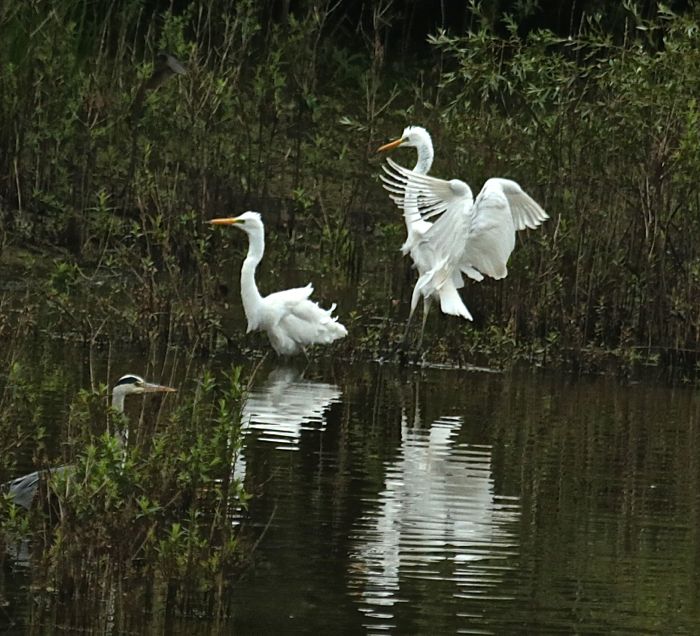 Great White Egret