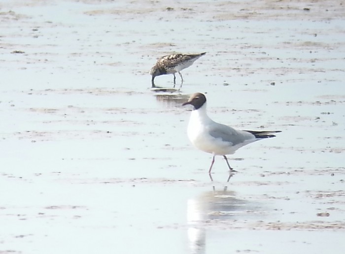 Great Knot