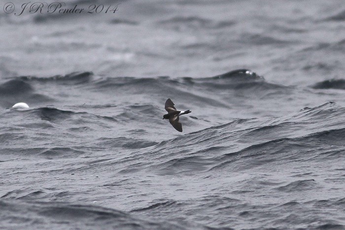 Wilson's Petrel