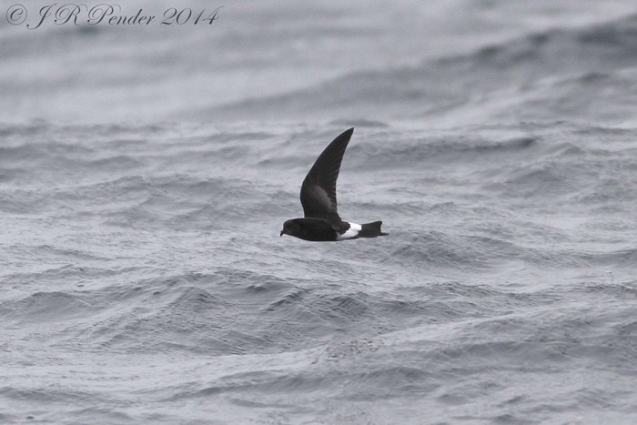 Wilson's Petrel