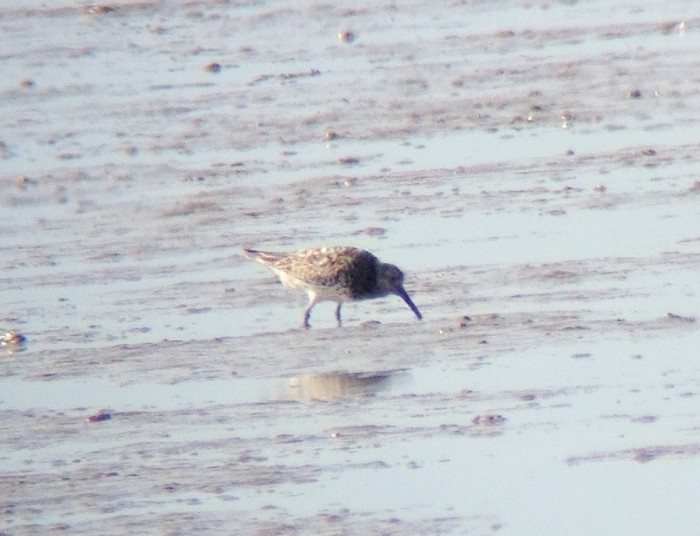 Great Knot
