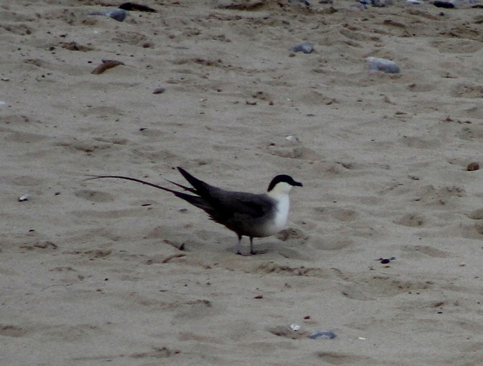 Long-tailed Skua
