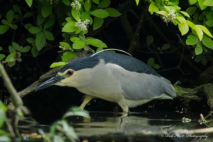 Night Heron