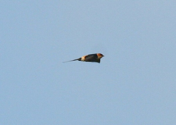 Red-rumped Swallow