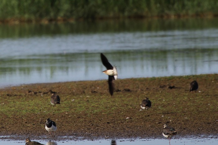 Black-winged Pratincole